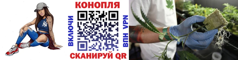 Каннабис сатива  Березники 